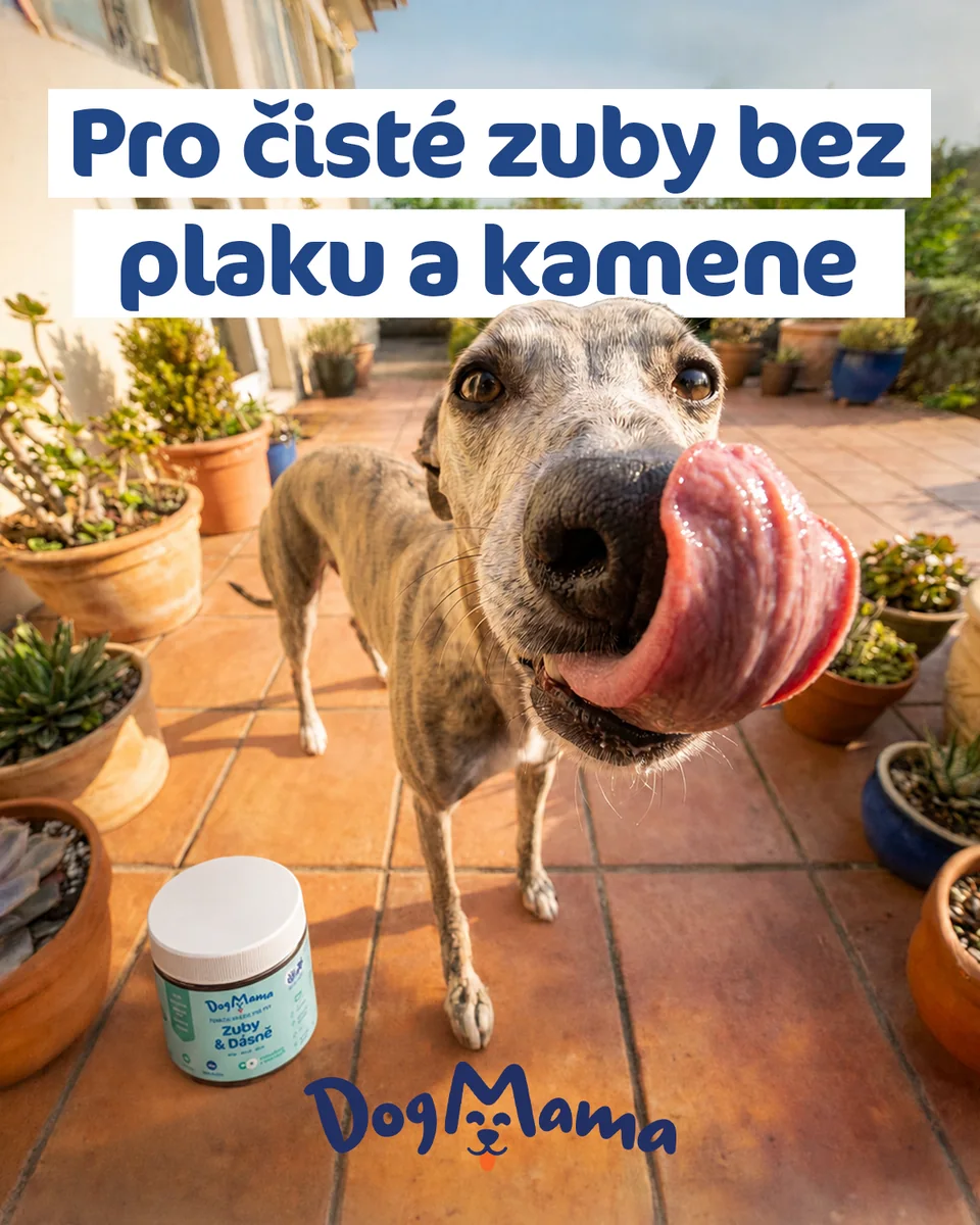 Reklamný banner DogMama so psom a produktom na starostlivosť o zuby